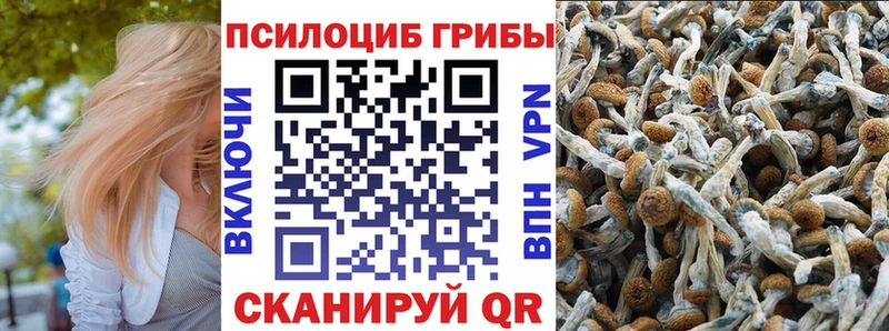 KRAKEN как войти  Кашира  Псилоцибиновые грибы мицелий  купить наркоту 